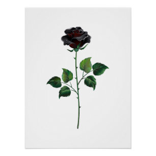 Zwarte roos bloem perfect poster