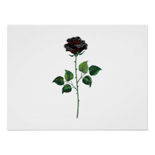 Zwarte roos bloem perfect poster