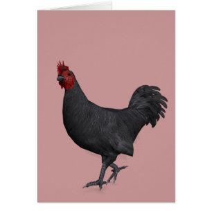 Zwarte rooster