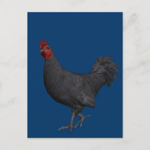 Zwarte rooster briefkaart