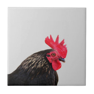 Zwarte rooster tegeltje