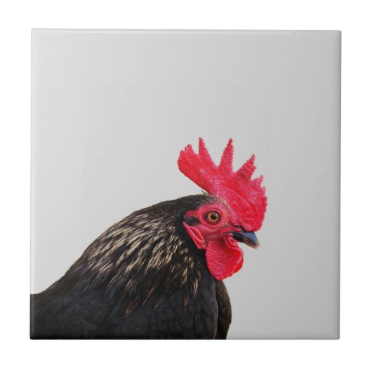 Zwarte rooster tegeltje (Voorkant)