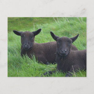 Zwarte schapen briefkaart
