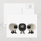 zwarte schapen briefkaart (Voorkant / Achterkant)