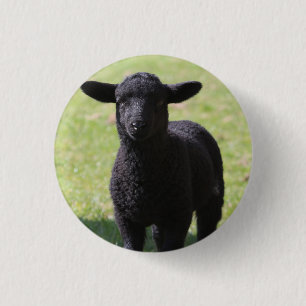Zwarte schapen - Button