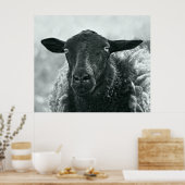 Zwarte schapen poster (Keuken)