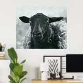 Zwarte schapen poster (Thuiskantoor)