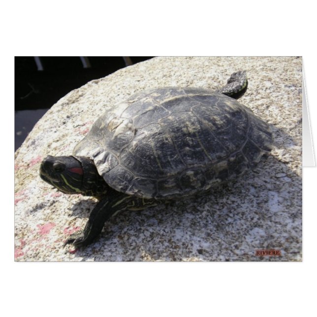 Zwarte schildpad (Voorkant Horizontaal)