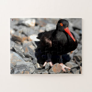 Zwarte Scholekster Alaska Legpuzzel