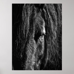 Zwarte schoonheid - Poster