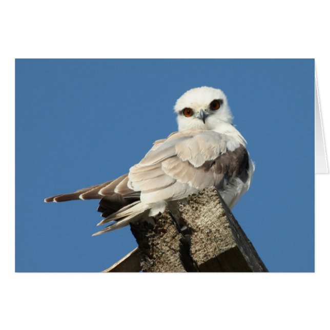 Zwarte schouderniet (Voorkant Horizontaal)