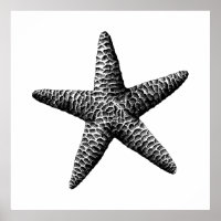 Zwarte Seastar Wetenschappelijke Illustratie