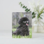 Zwarte Senior Pommeren Briefkaart (Staand voorkant)