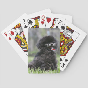 Zwarte Senior Pommeren Pokerkaarten