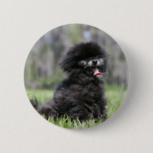 Zwarte Senior Pommeren Ronde Button 5,7 Cm