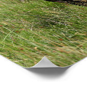 Zwarte Shetland Stallion in gras Poster (Hoek)