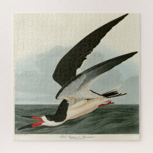 Zwarte Skimmer, Shearwater Audubon Birds of Americ Legpuzzel