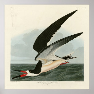 Zwarte Skimmer, Shearwater Audubon Birds of Americ Poster
