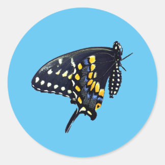 Zwarte Sticker met zwaluwstaartvlinder