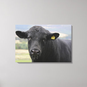 Zwarte stier van angus canvas afdruk