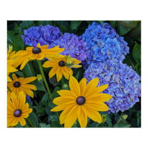 Zwarte Susan en Blauwe Hortensia Bloemen Perfect Poster