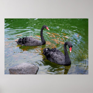 Zwarte swans poster