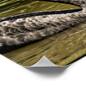 Zwarte swans poster (Hoek)