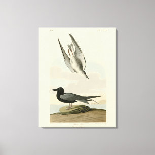 Zwarte Tern uit Audubon's Birds of America Canvas Afdruk
