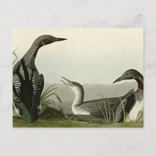 Zwarte-Throated Diver Loon Audubon Birds of Americ Briefkaart