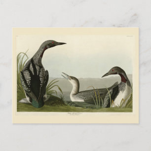 Zwarte-Throated Diver Loon Audubon Birds of Americ Briefkaart
