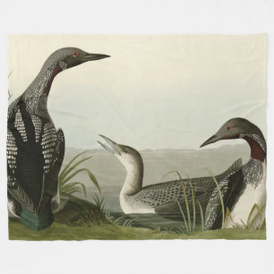 Zwarte-Throated Diver Loon Audubon Birds of Americ Fleece Deken