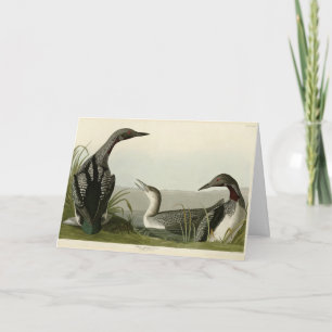 Zwarte-Throated Diver Loon Audubon Birds of Americ Kaart