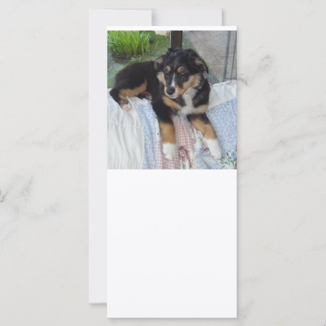 zwarte tri puppy aussie (Voorkant)