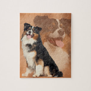 Zwarte tricolor Australian Shepherd - Aussie Legpuzzel