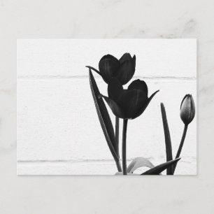 Zwarte Tulpen   Briefkaart