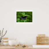 Zwarte vlinder poster (Keuken)