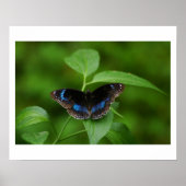 Zwarte vlinder poster (Voorkant)