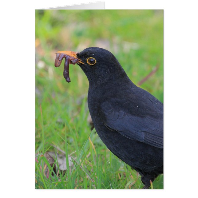 Zwarte vogel (Voorkant)