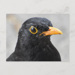 Zwarte vogel briefkaart