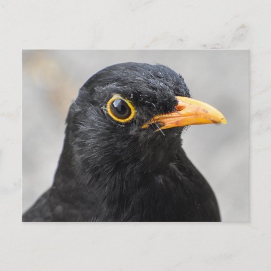Zwarte vogel briefkaart (Voorkant)