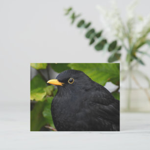 Zwarte vogel briefkaart