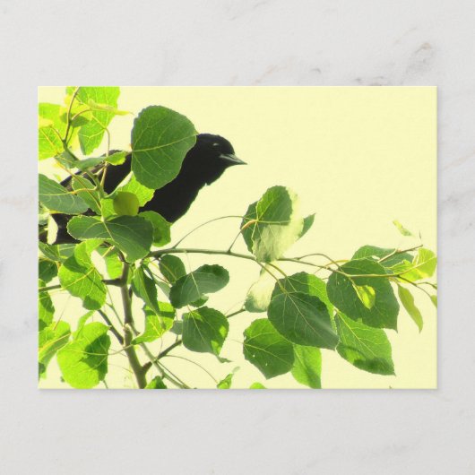 Zwarte vogel briefkaart (Voorkant)