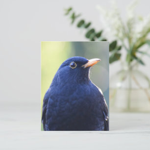 Zwarte vogel briefkaart