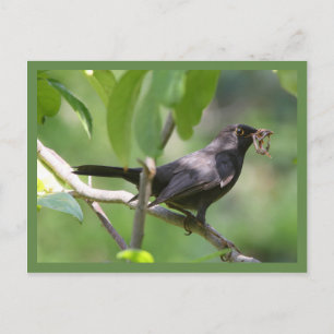Zwarte vogel briefkaart