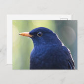 Zwarte vogel briefkaart (Voorkant / Achterkant)