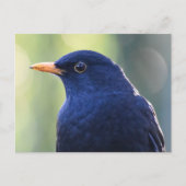 Zwarte vogel briefkaart (Voorkant)