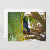 Zwarte vogel briefkaart (Voorkant / Achterkant)