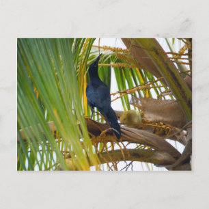 Zwarte vogel briefkaart