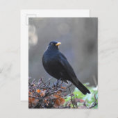 Zwarte vogel briefkaart (Voorkant / Achterkant)