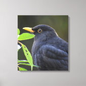 Zwarte vogel canvas afdruk (Voorkant)